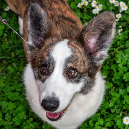 Funny corgi cardigan dog playing on a sunny lawn