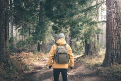Unrecognizable traveler in conifer forest