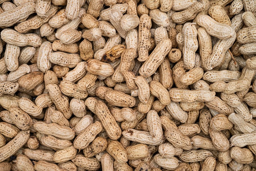 Freshly harvested and sun-dried peanuts