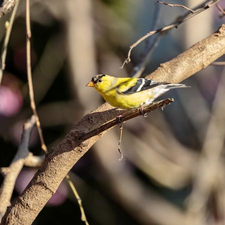 Yellow carduelis on brown tree branch
