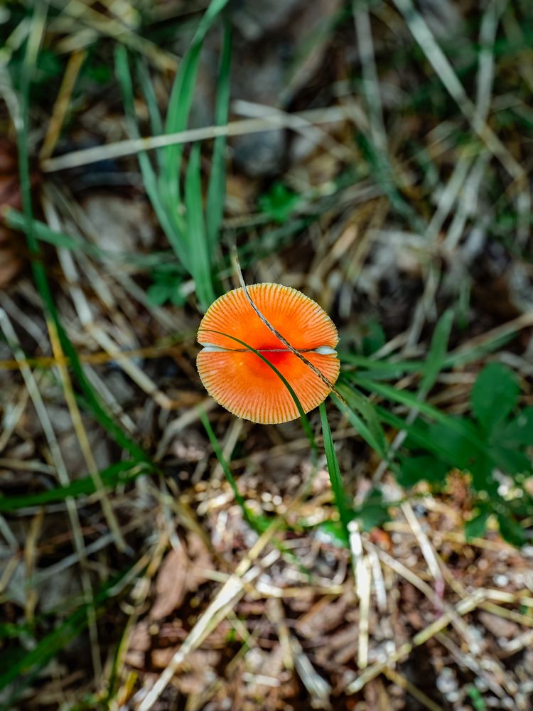Overhead of hygrocybe punicea mushroom