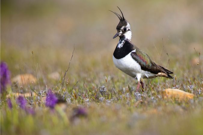 Wild lapwing bird on grass