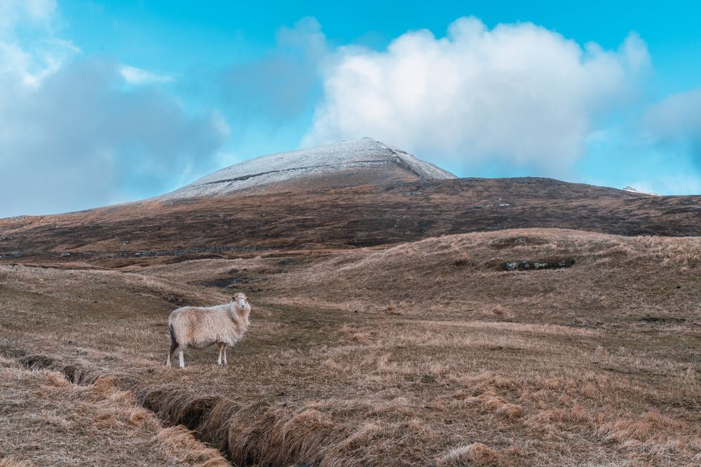 Faroe sheep on pasture