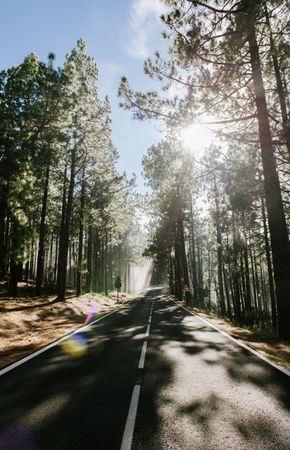 Asphalt road in the meddle of a forest