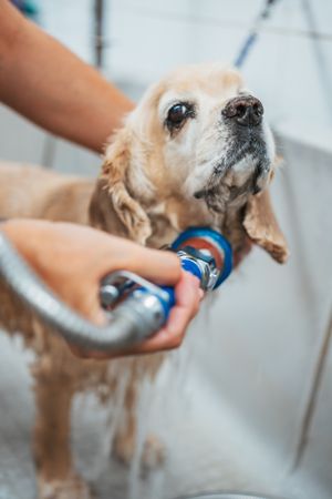 Female groomer washing dog in salon
