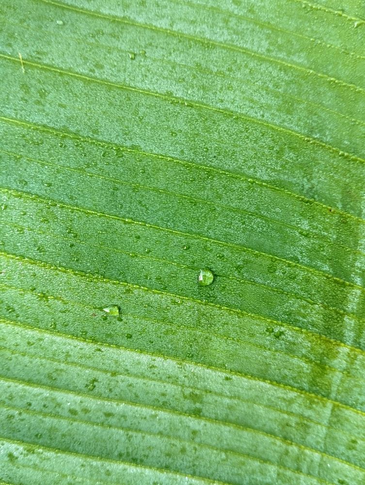 dew drops on banana leaves