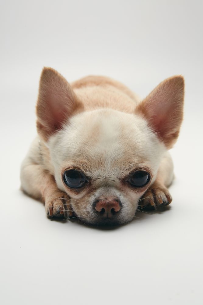Sad Chihuahua On Light Background