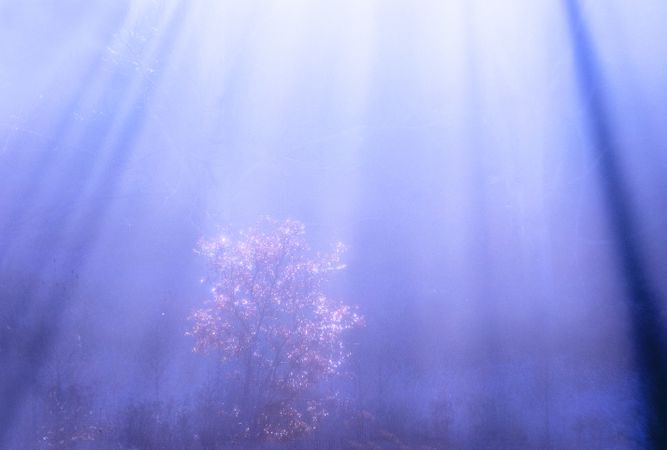 Blurred trees in forest