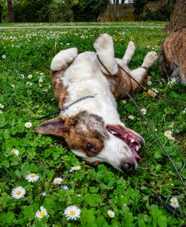Funny corgi cardigan dog playing on a sunny lawn