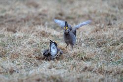 2 Male Prairie Chickens on the booming grounds at Hamden Slough National Wildlife Refuge in Hamden Township, Minnesota