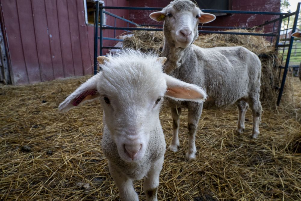 Adorable baby lamb standing in front of its mother in a pen