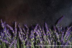 Fresh lavender flowers on a dark counter 5lVmnM