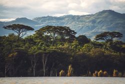 Trees near mountains in national park