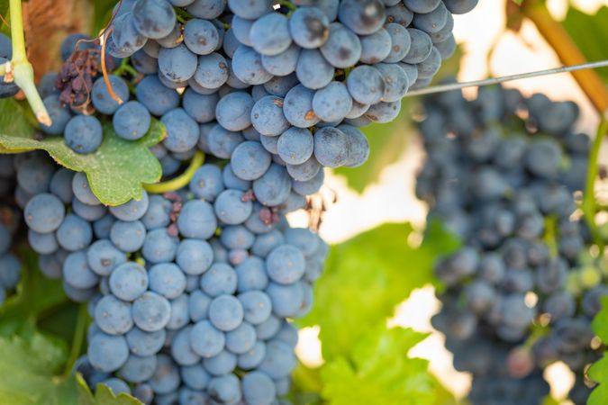 Vineyard with Lush, Ripe Wine Grapes on the Vine Ready for Harvest