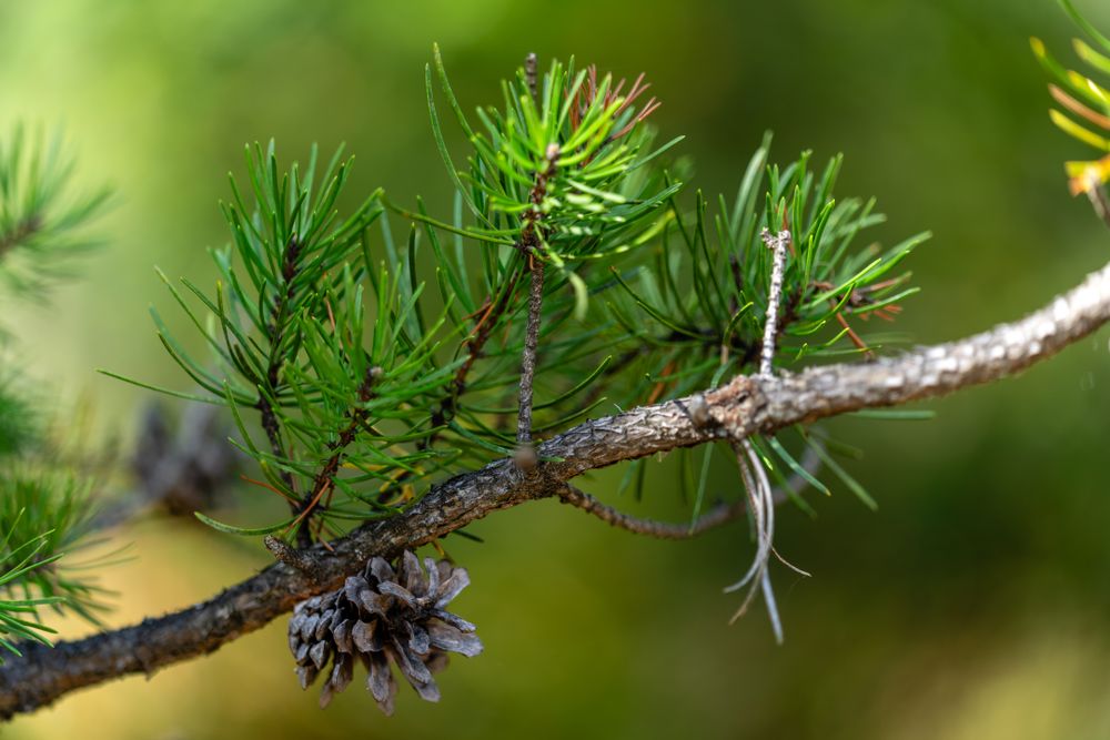 Jack Pine branch and cone at Northland Arboretum in Brainerd, MN