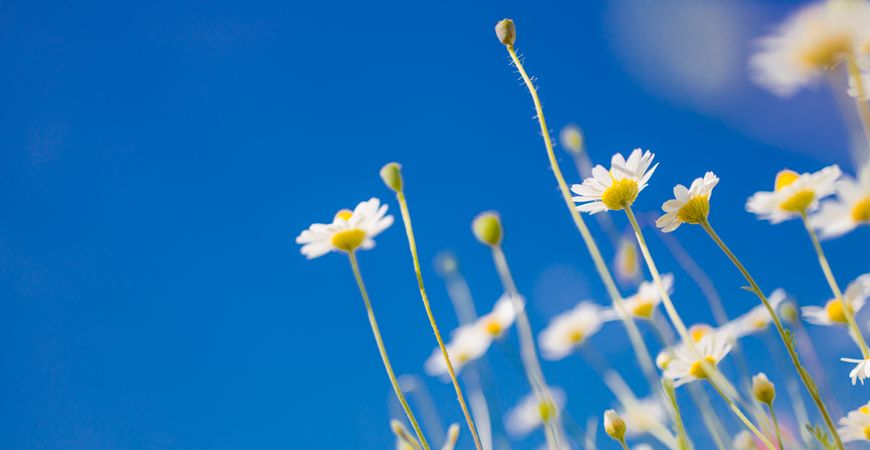 Group of daisies with blue sky