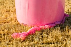 Bales wrapped with pink plastic