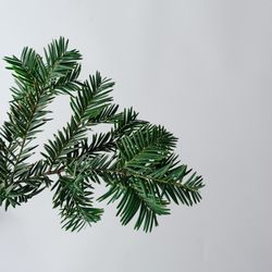 Pine tree branch on light background