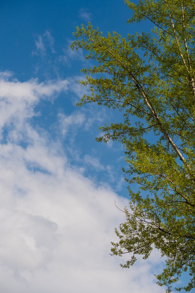 Fresh green tree branches against a bright sky with clouds
