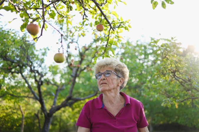 An mature woman in her 80s stands under an apple tree and looks up at the tree, wearing glasses and a pink polo shirt on a sunny day.