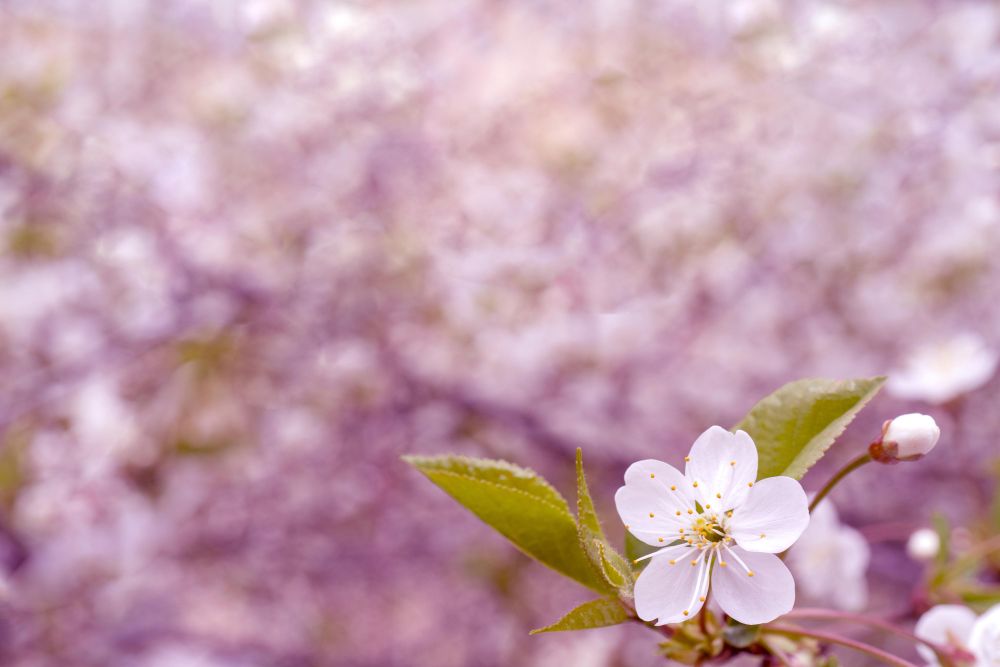 Light flower with green leaves