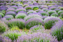 Summer landscape with flowering lavender field