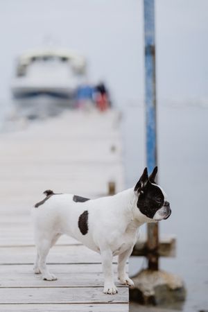 Cute dog on pier near sea