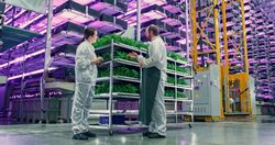 Agricultural Engineer and Female Scientist Discussing Basil Leaves Quality on the Vertical Farm With Neon Led Lights. Gardening Expert Providing Technical Advice for Growing Sustainable Green Produce.