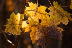 Maple Leaves on Branch in Golden Sunlight