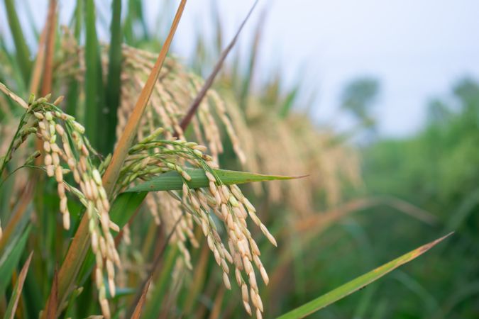 Close up old rice paddy