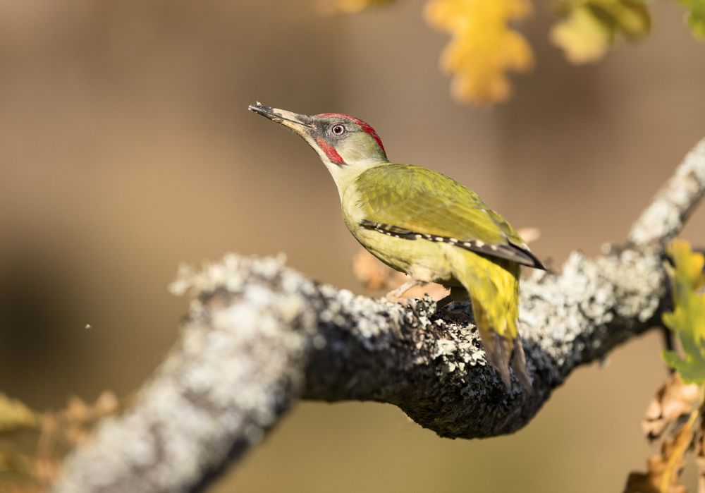 Wonderful green bird on wood