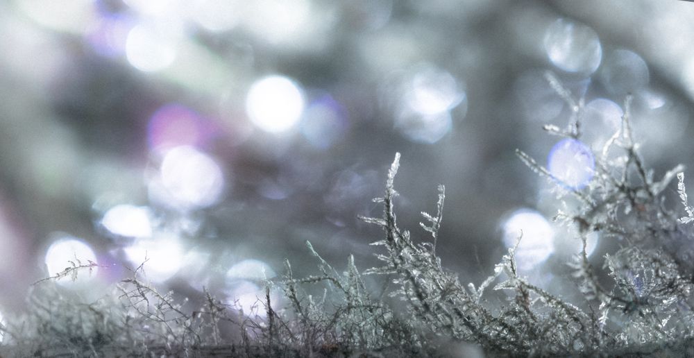 Banner of lichen plants with selective focus