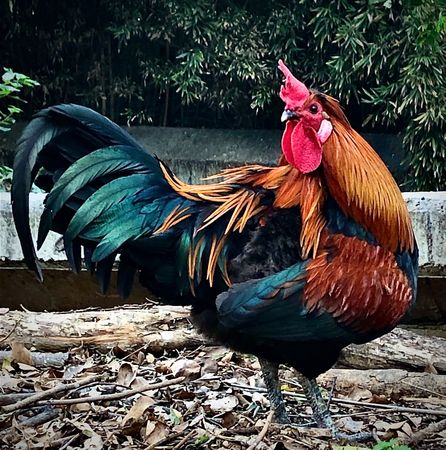 Rooster standing on brown soil