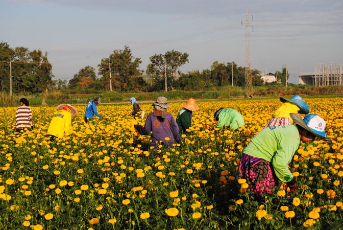 Farmers harvesting in yellow flower field