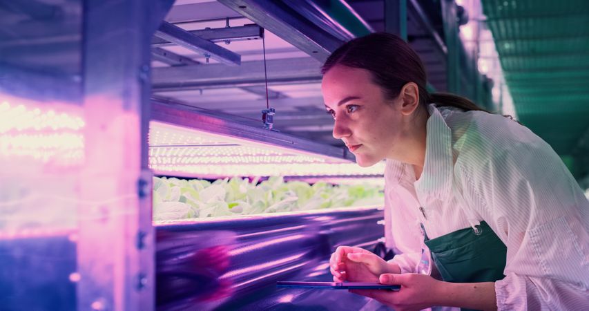 Young Female Farmer Working in a Vertical Farm with Ultraviolet LED Lights. Hydroponics Specialist Inspecting and Examining Fresh Plants Ready for Shipping to a Supermarket