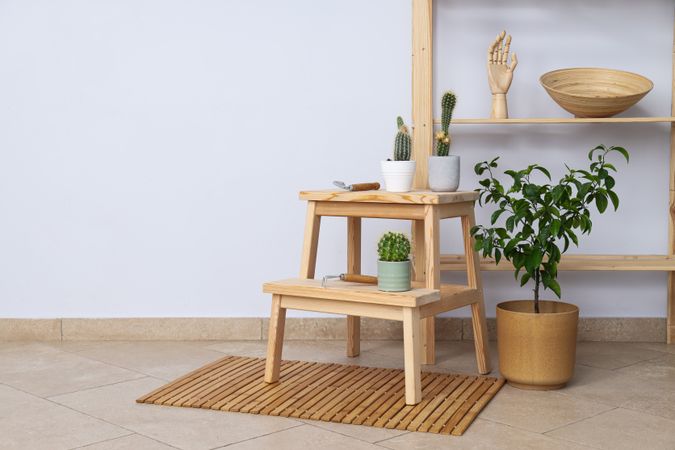 Cozy hobby - growing indoor plants at home