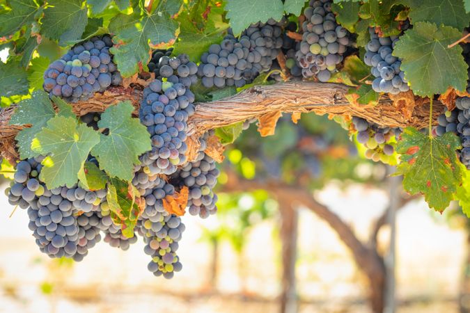 Vineyard with Lush, Ripe Wine Grapes on the Vine Ready for Harvest