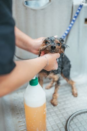 Female groomer washing dog in salon