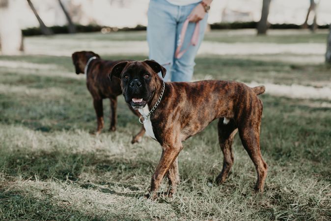 Energetic dog walking on special green area