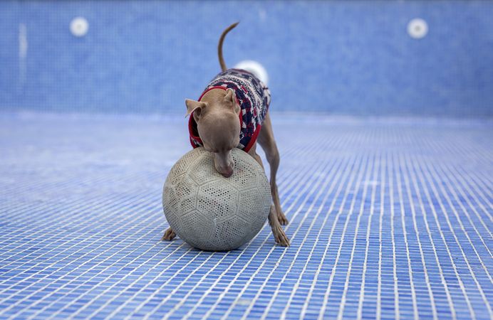 Italian greyhound dog playing in the pool with a ball