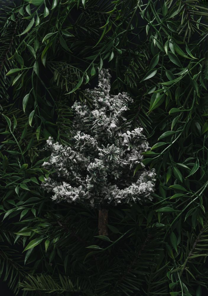 Snowy mini-Christmas immersed in densely packed leaves