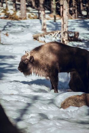 Buffalo pasturing between trees and snow