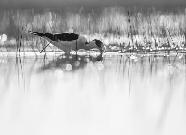 Wild bird walking on water