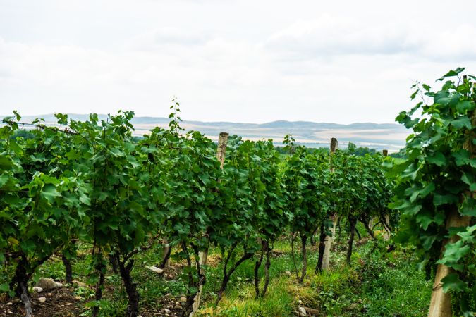 Vineyard in Georgia
