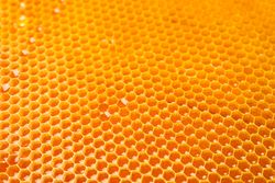 Honeycombs with sweet golden honey on whole background, close up