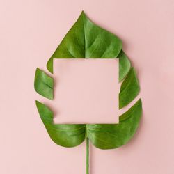Monstera leaf on pastel pink background with cut out