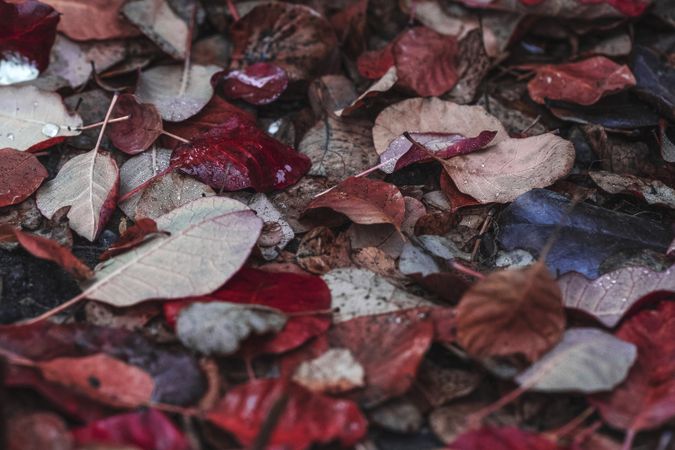 Autumn leaves on the ground