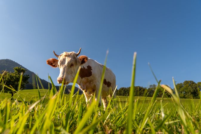 Cow grazing in an alpine scenery on a sunny day in summer