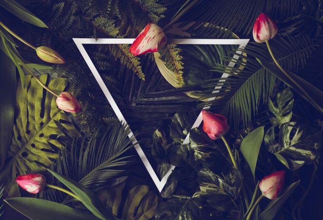Green tropical leaves and tulips with triangle frame on dark background