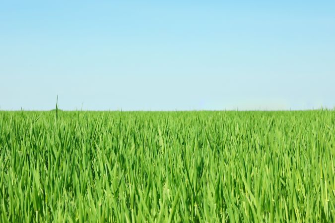 Green grass field, space for text. Beautiful spring greenery